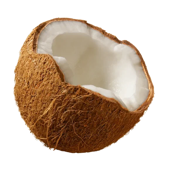 Coconut 1 580x580